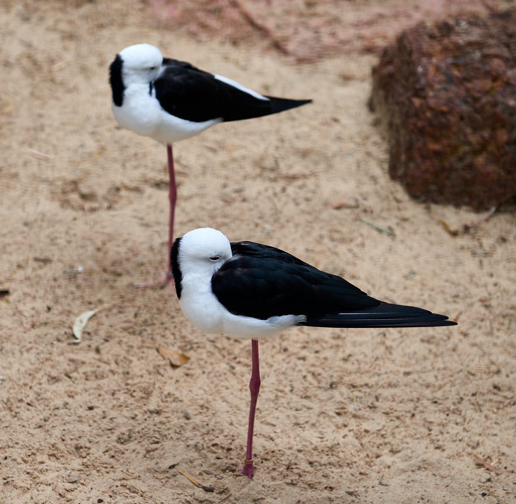 20180123 096 호주 페더데일 와일드 라이프 공원
